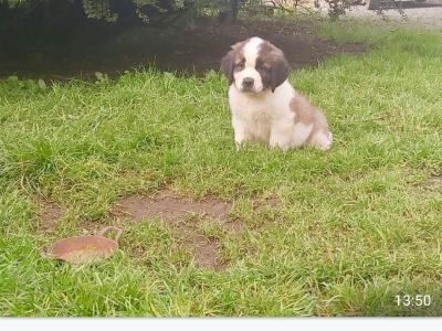 Pedigree Saint Bernard puppies in Roscommon