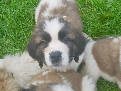 Pedigree Saint Bernard puppies in Roscommon