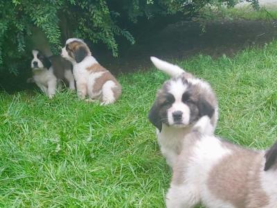 Pedigree Saint Bernard puppies in Roscommon