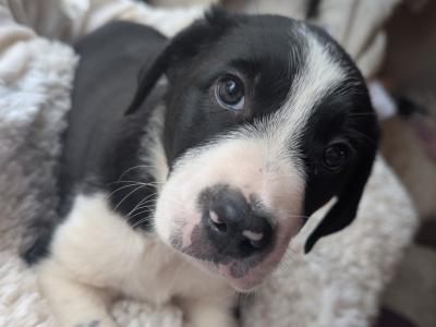 Black and White Border Collie Cross puppies in Kerry