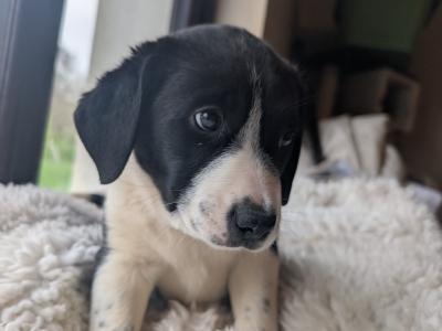 Black and White Border Collie Cross puppies in Kerry
