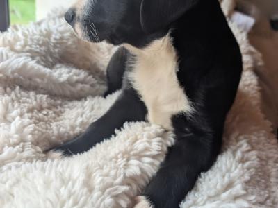 Black and White Border Collie Cross puppies in Kerry