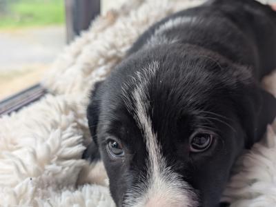 Black and White Border Collie Cross puppies in Kerry