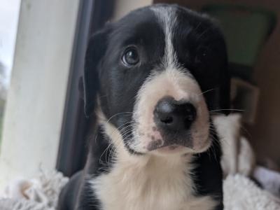 Black and White Border Collie Cross puppies in Kerry