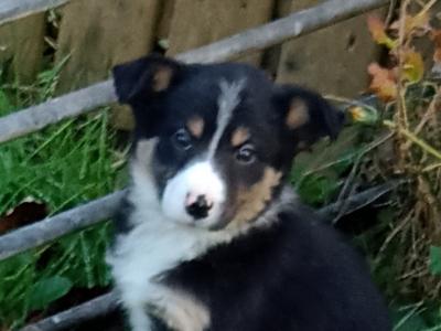 Border Collie puppies in Mayo