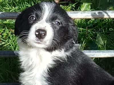 Border Collie puppies in Mayo