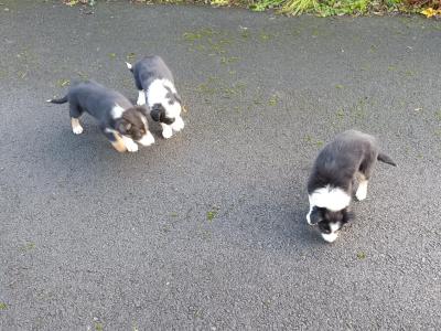 Border Collie puppies in Mayo