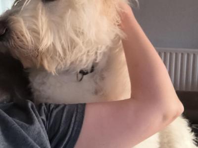 Male German Shepherd x Poodle puppy in Galway