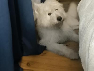 Male German Shepherd x Poodle puppy in Galway