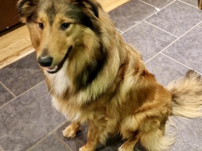 Golden Cocker X Rough Collie pups