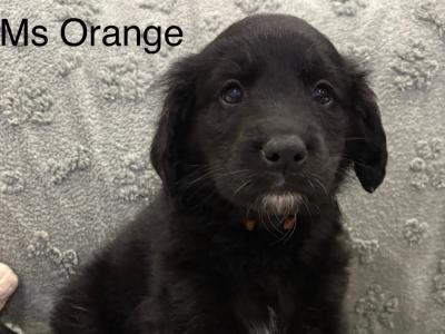 Golden Cocker X Rough Collie pups