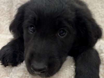 Golden Cocker X Rough Collie pups