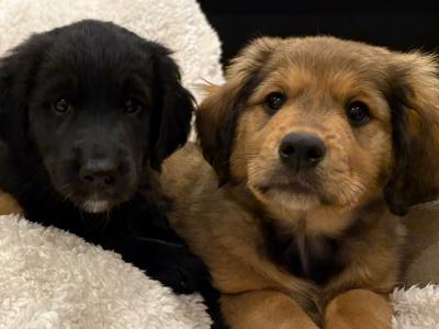 Golden Cocker X Rough Collie pups