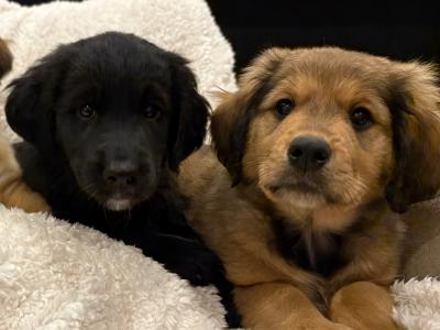 Golden Cocker Spaniel x Rough Collie puppies in Kildare
