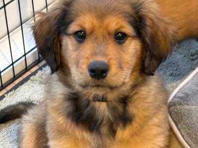 Golden Cocker X Rough Collie pups