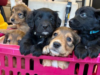 Golden Cocker X Rough Collie pups