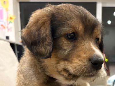 Golden Cocker X Rough Collie pups
