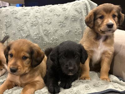 Golden Cocker X Rough Collie pups