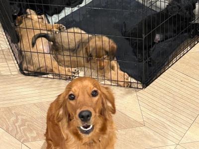 Golden Cocker X Rough Collie pups