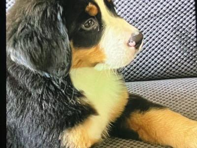 IKC Registered Bernese Mountain Dog puppies in Kilkenny