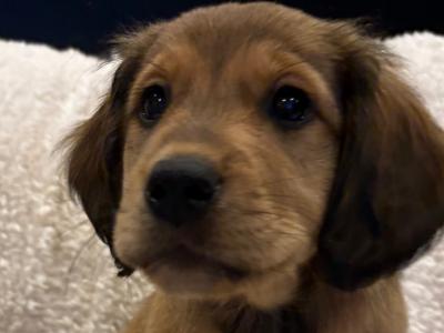 Golden Cocker X Rough Collie pups