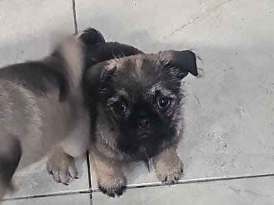 1 black/tan female Pug x Australian Terrier puppy left  in Kerry