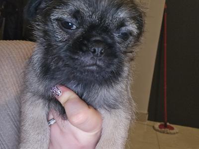1 black/tan female Pug x Australian Terrier puppy left  in Kerry