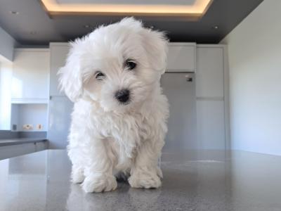 Miniature Maltipoo puppies in Galway