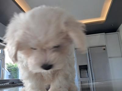 Miniature Maltipoo puppies in Galway