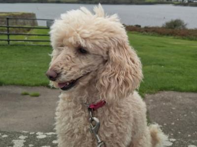 Two miniture Poodles in Cork .. must Go to the Same Home.. €500