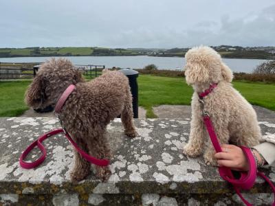 Two miniture Poodles in Cork .. must Go to the Same Home.. €500