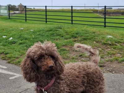 Two miniture Poodles in Cork .. must Go to the Same Home.. €500