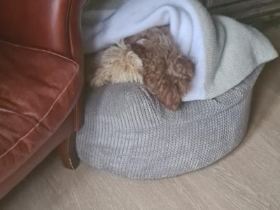 Two miniture Poodles in Cork .. must Go to the Same Home.. €500