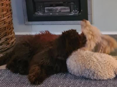 Two miniture Poodles in Cork .. must Go to the Same Home.. €500