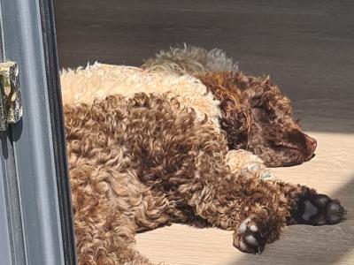 Two miniture Poodles in Cork .. must Go to the Same Home.. €500