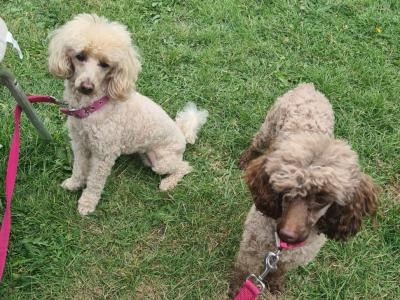 Two miniture Poodles in Cork .. must Go to the Same Home.. €500