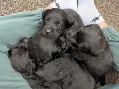 Four female purebred Labrador puppies for sale