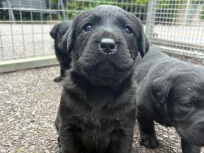 Four female purebred Labrador puppies for sale