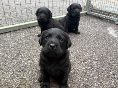 Four female purebred Labrador puppies for sale