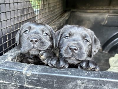 Four female purebred Labrador puppies for sale