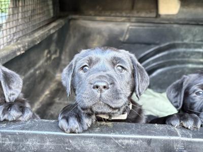 Four female purebred Labrador puppies for sale