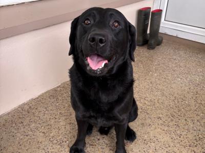 Four female purebred Labrador puppies for sale