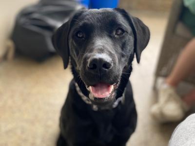 Four female purebred Labrador puppies for sale