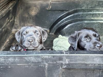 Four female purebred Labrador puppies for sale