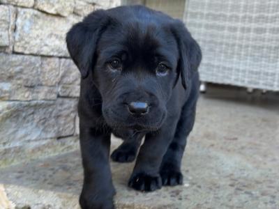 Four female purebred Labrador puppies for sale
