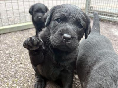 Four female purebred Labrador puppies for sale
