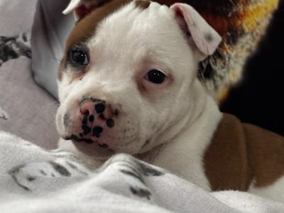 (UPDATED 1st November ) IKC Registered Staffordshire Bull Terrier male pup LEFT in Kilkenny