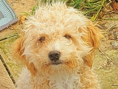 Sparkling, Pretty, Loving Cavapoochon Female Puppy welcomes Superb Happy Family!!