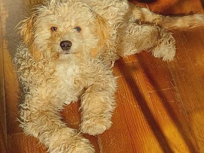 Sparkling, Pretty, Loving Cavapoochon Female Puppy welcomes Superb Happy Family!!