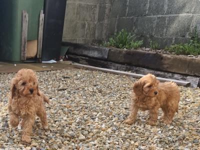 Cockapoo puppies for sale in Wexford
